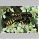 Ectemnius lituratus - Grabwespe 05 Paarung hsk.jpg